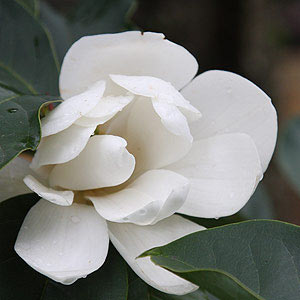 Michelia tree