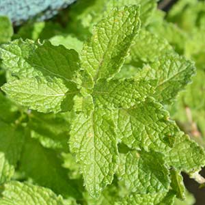 Mint plant
