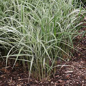 Miscanthus sinensis