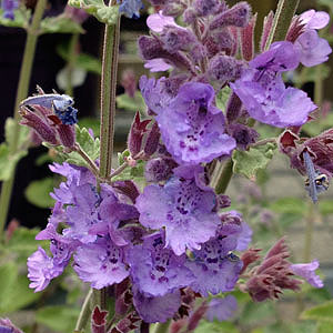 Nepeta variety