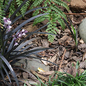 Ophiopogan planiscapus 'Nigrescens' Propagation from runners