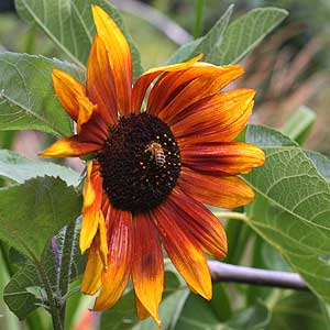 Orange and Yellow Sunflower