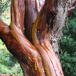 The ornamental trunk of Arbuts Trees
