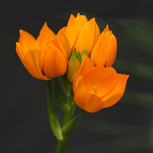 Ornithogalum dubium