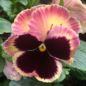 Pansy Plant