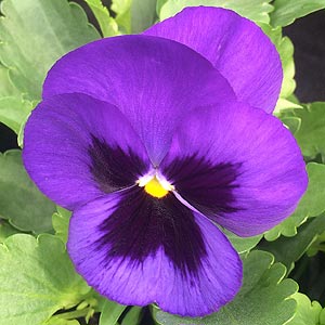 Pansy variety