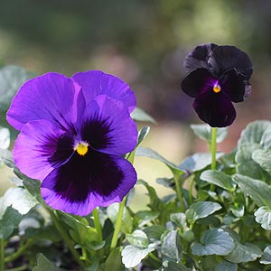 Pansy and Viola side by side
