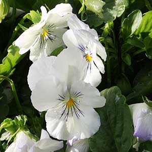 White Trailing Pansies