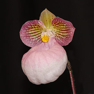 Paphiopedilum micranthum