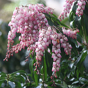 Pieris japonica 'Lily of the Valley Tree'