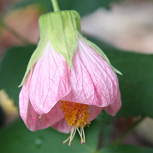 Pink Flowering Abutilon