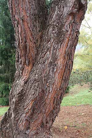 The drought tolerant Pinus Pinea