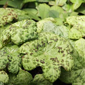 Podophyllum Spotty Dotty