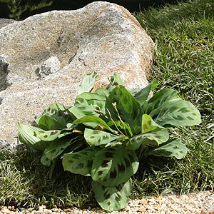 Prayer Plant