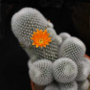 Rebutia-muscula
