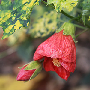 Red flowering Abutilon