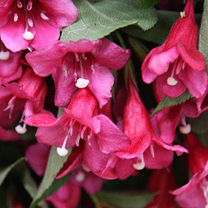 Red Flowering Weigelia