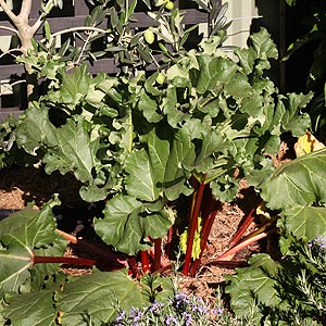 How to grow Rhubarb