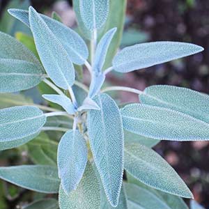 Sage plant