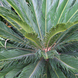 Cycas revoluta - The Sago Palm