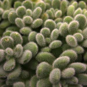 Sedum hintonii
