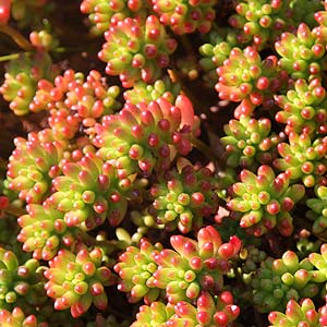 Sedum rurotinctum