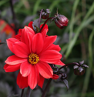 Simple dahlia flower