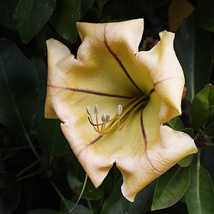 Solandra maxima