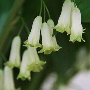 Solomon's Seal