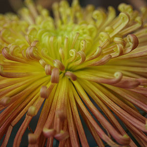 spider Chyranthemum