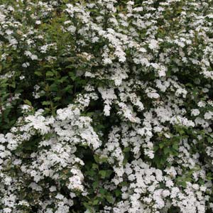 Spirea plant in flower
