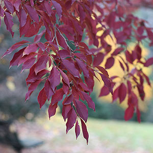 Stewartia pseudocamellia Fall Foliage