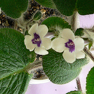 streptocarpus flower
