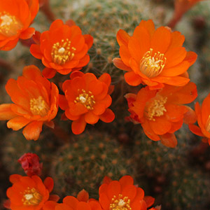 Succulent Plants in flower