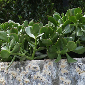 Succulent plants container grown