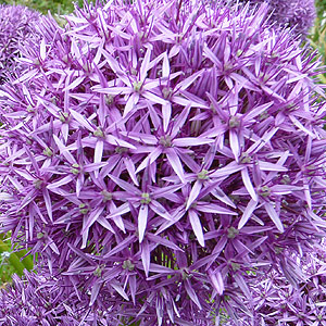 Allium Globenaster