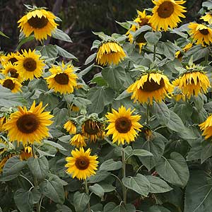 Yellow Sunflowers growing in clump