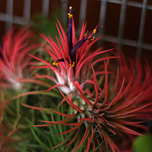 Tillandsia with red foliage