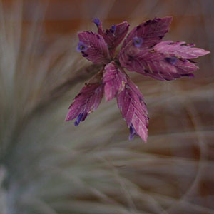Tillandsia plant