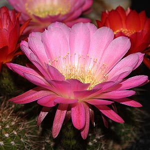 Trichocereus grandiflorus