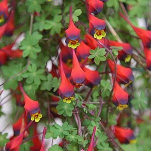 The Climbing Tropaeolum Tricolor