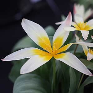Tulipa kaufmanniana