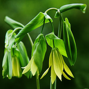 Uvularia grandiflora 'Big Merry Bells'