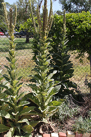 verbascum thapus