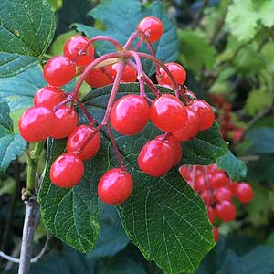Viburnum opulus Nocutt's