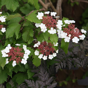Viburnum sargentii 'Onondaga'