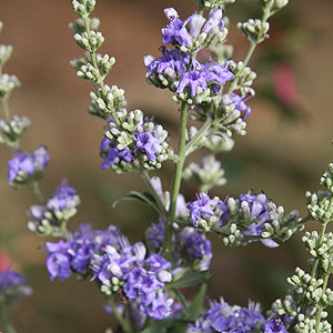 Vitex agnus-castus The Chaste Tree