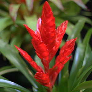 Vriesea Flower
