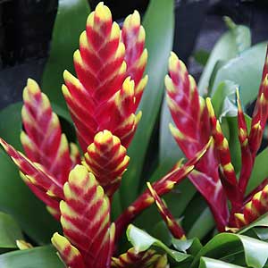 Vriesea rouge - The Red Vriesea