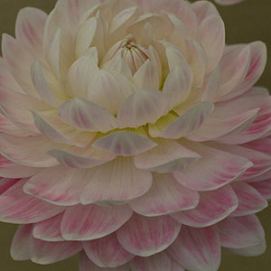waterlily-dahlia-variety